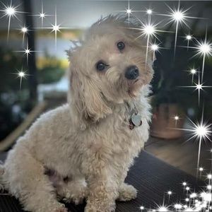 Meet your Posher, Alice